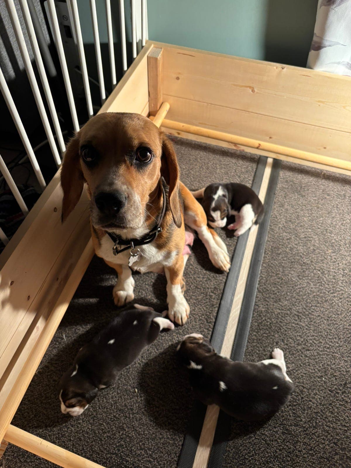 BEAGLE VALPER FØDT 6 JUNI 2026