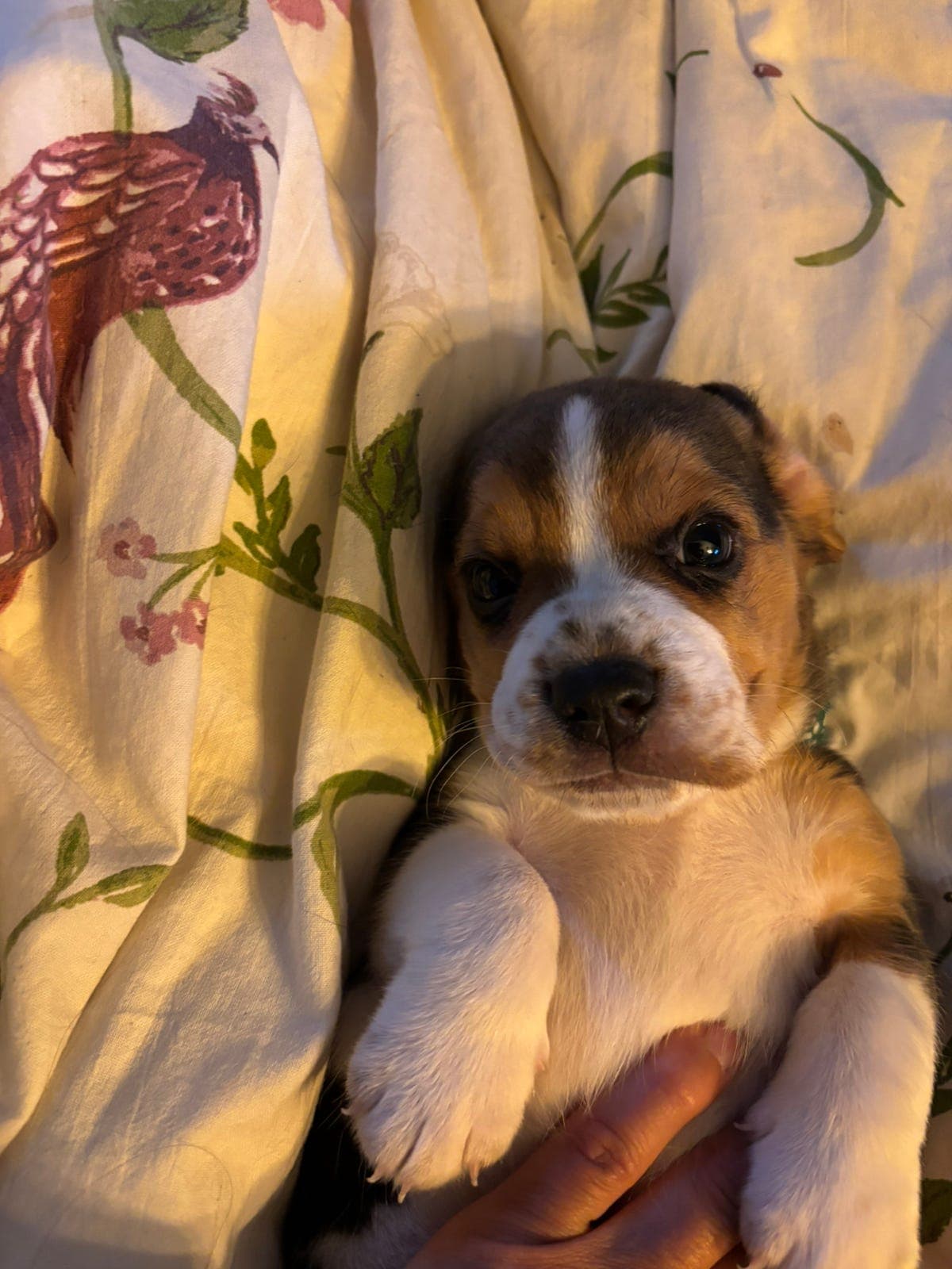 BEAGLE HANN VALP LEVERING 6 AUGUST 2026