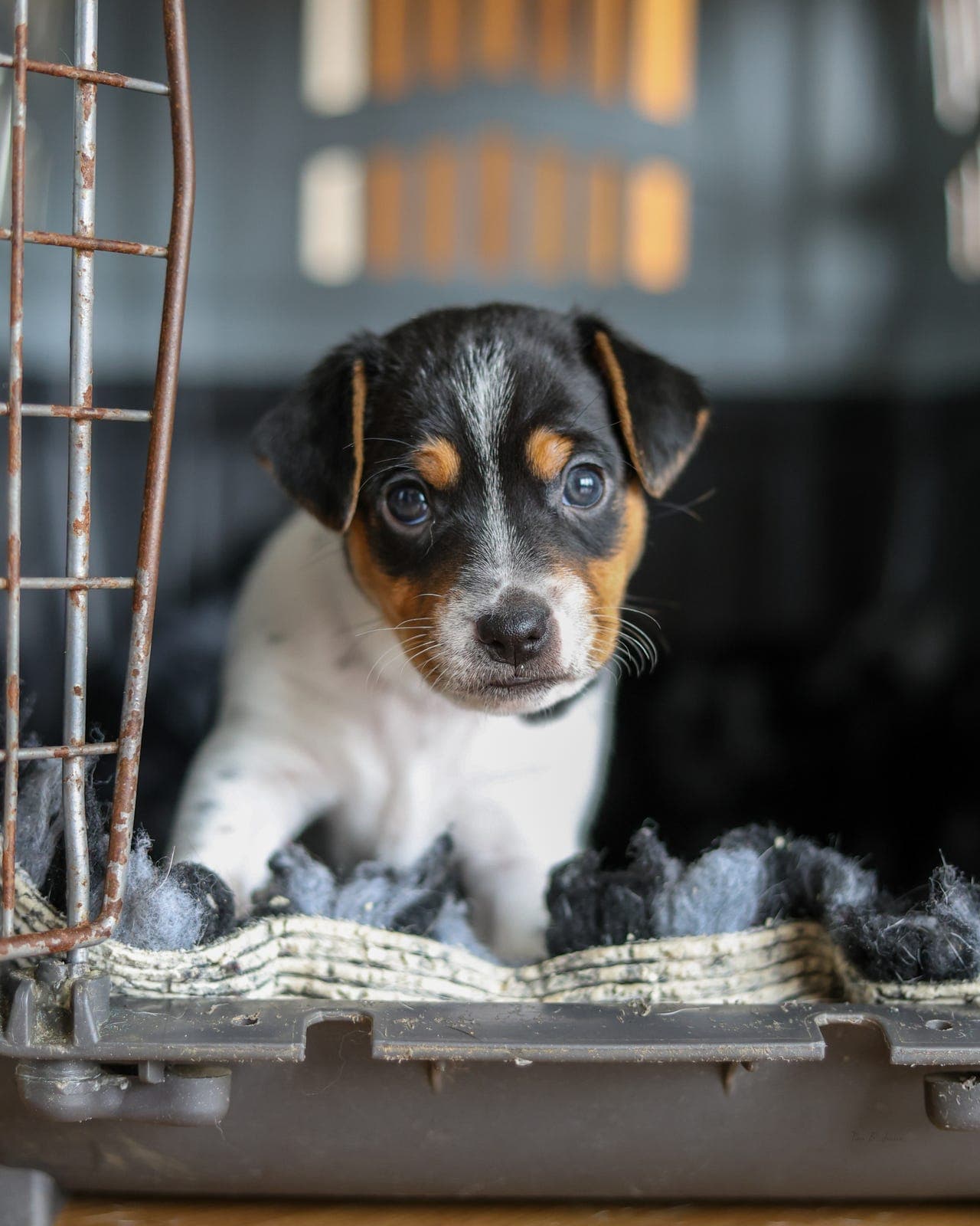 Hanvalp fra Kennel Nydeligheten.