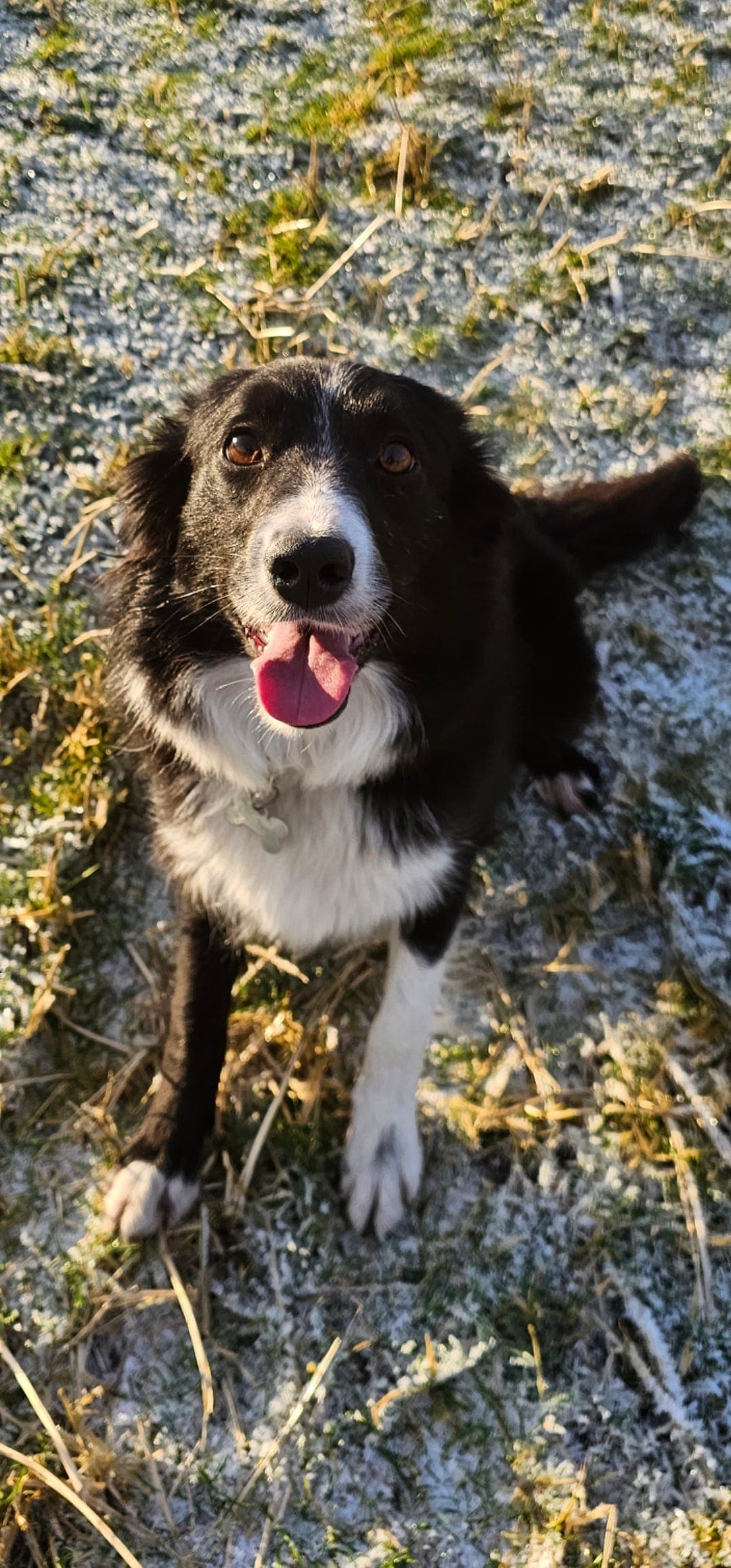 Border Collie valper ventes