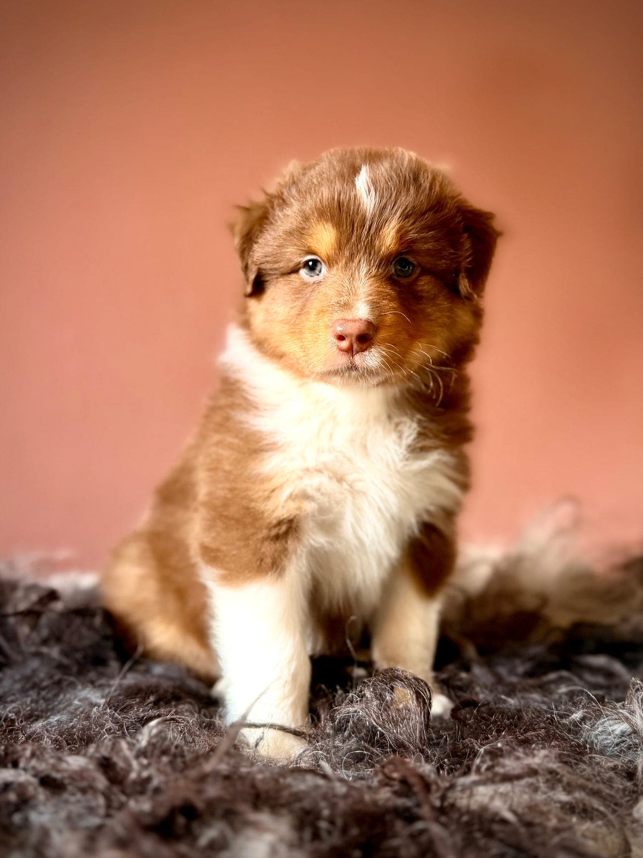 Australian Shepherd valper til salgs
