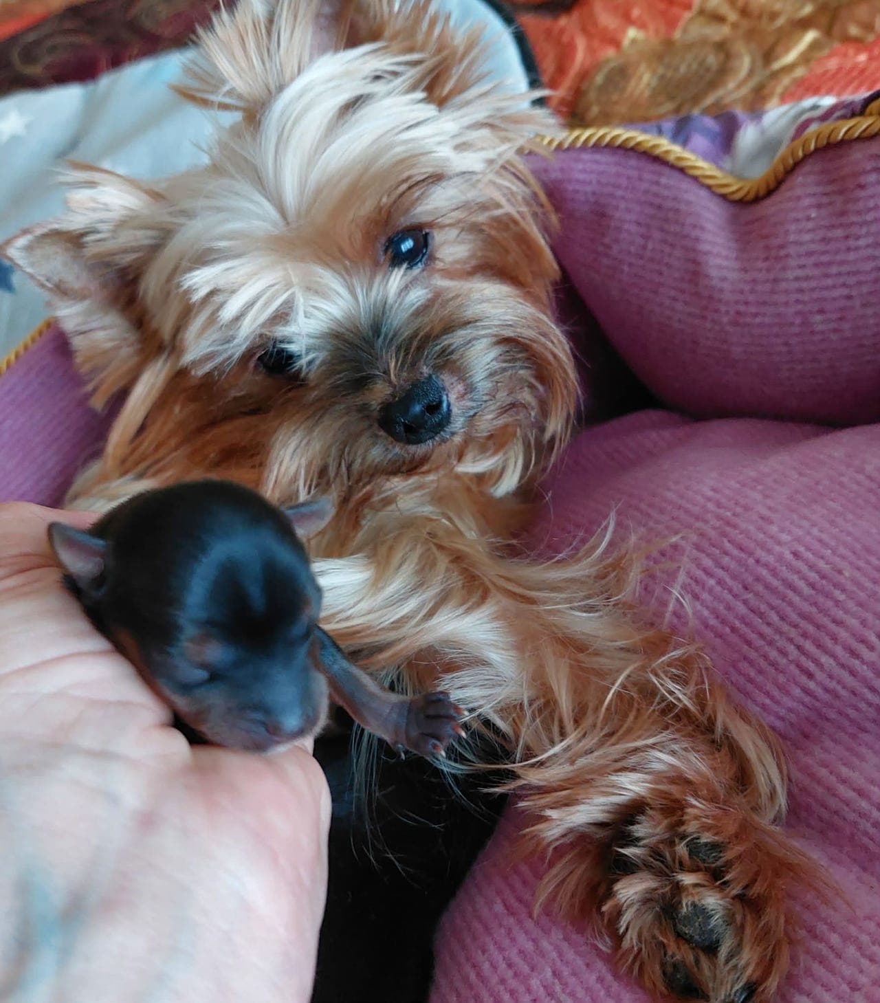 Renraset Yorkshire Terrier Tisper