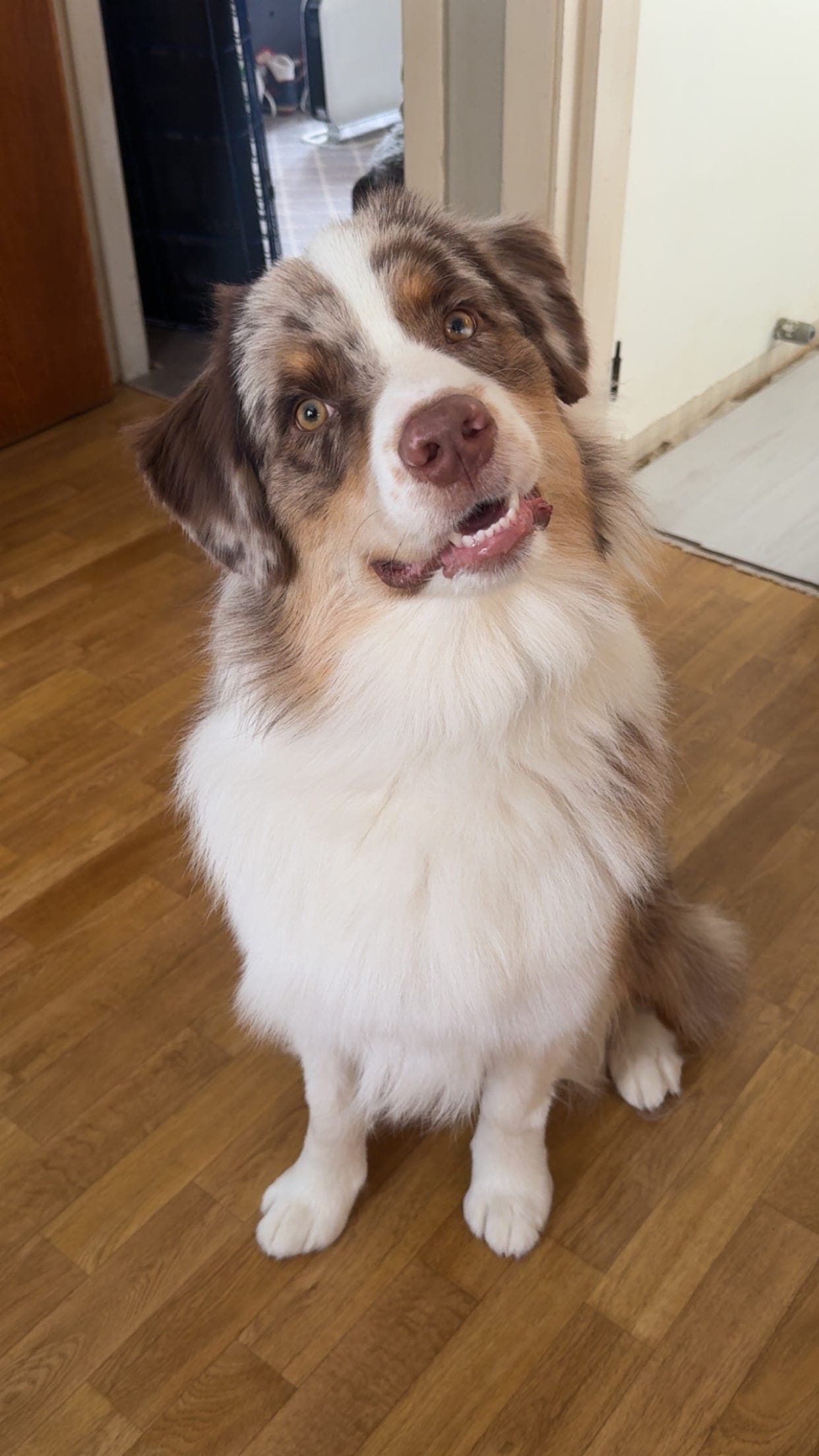 Australian Shepherd hann