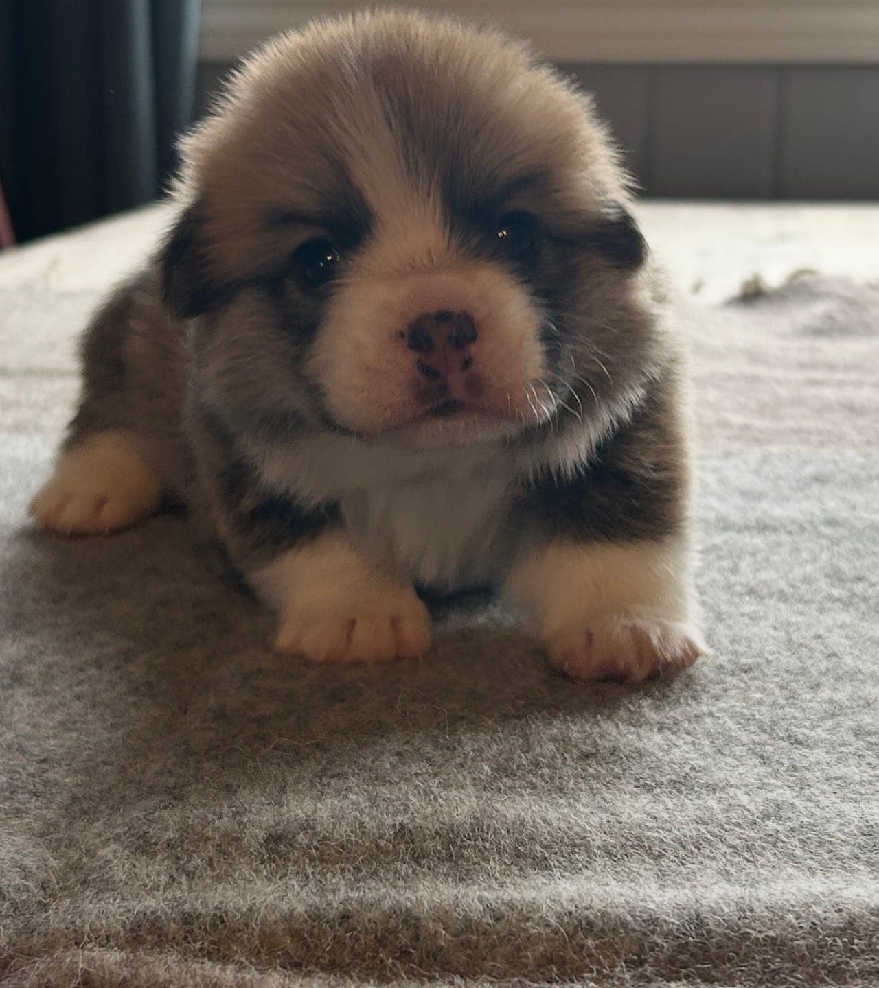 Welsh Corgi Pembroke hannvalp