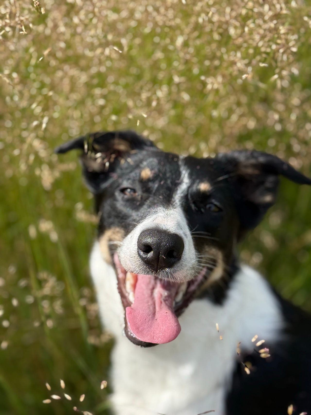 2år gammel Border Collie tispe trenger nytt hjem