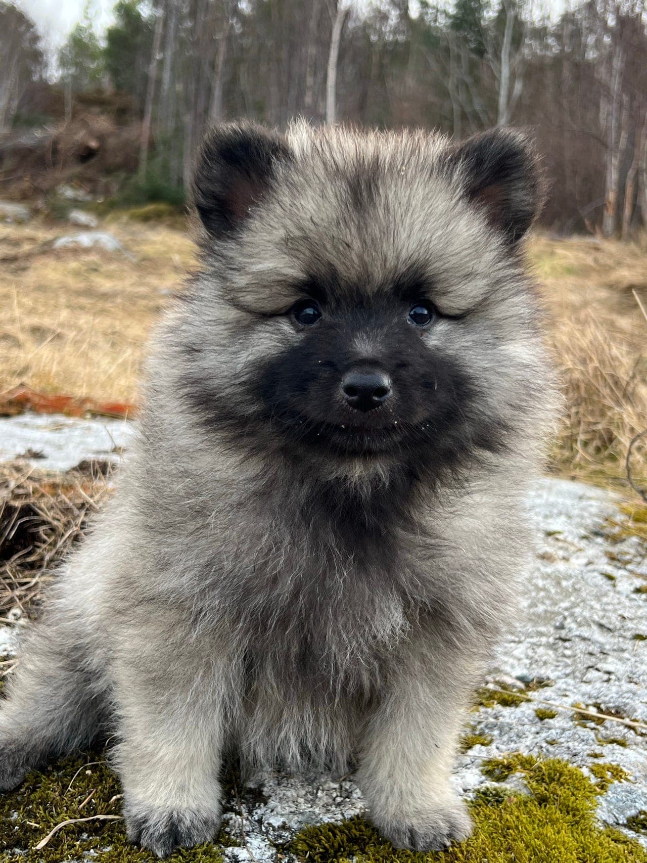 Keeshond valper leveringsklare .
