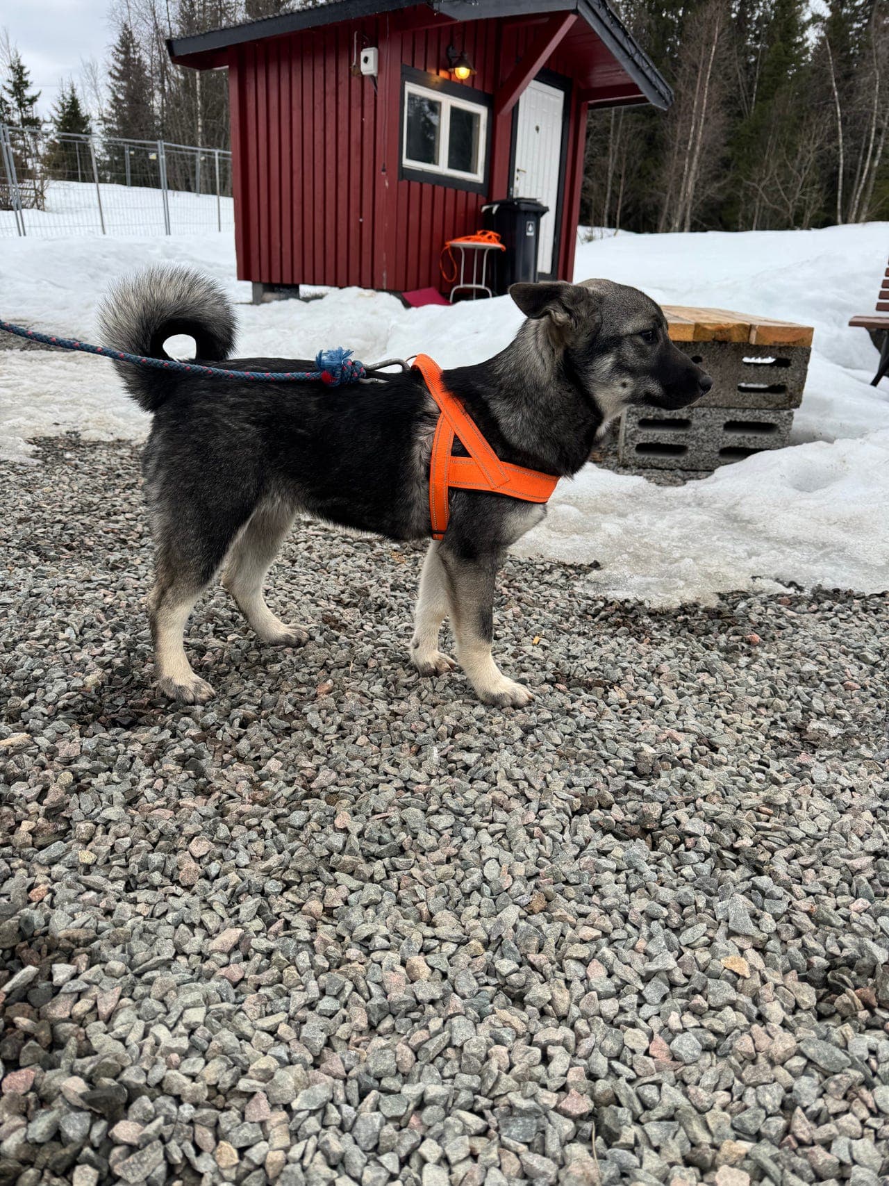 Jämthund valper