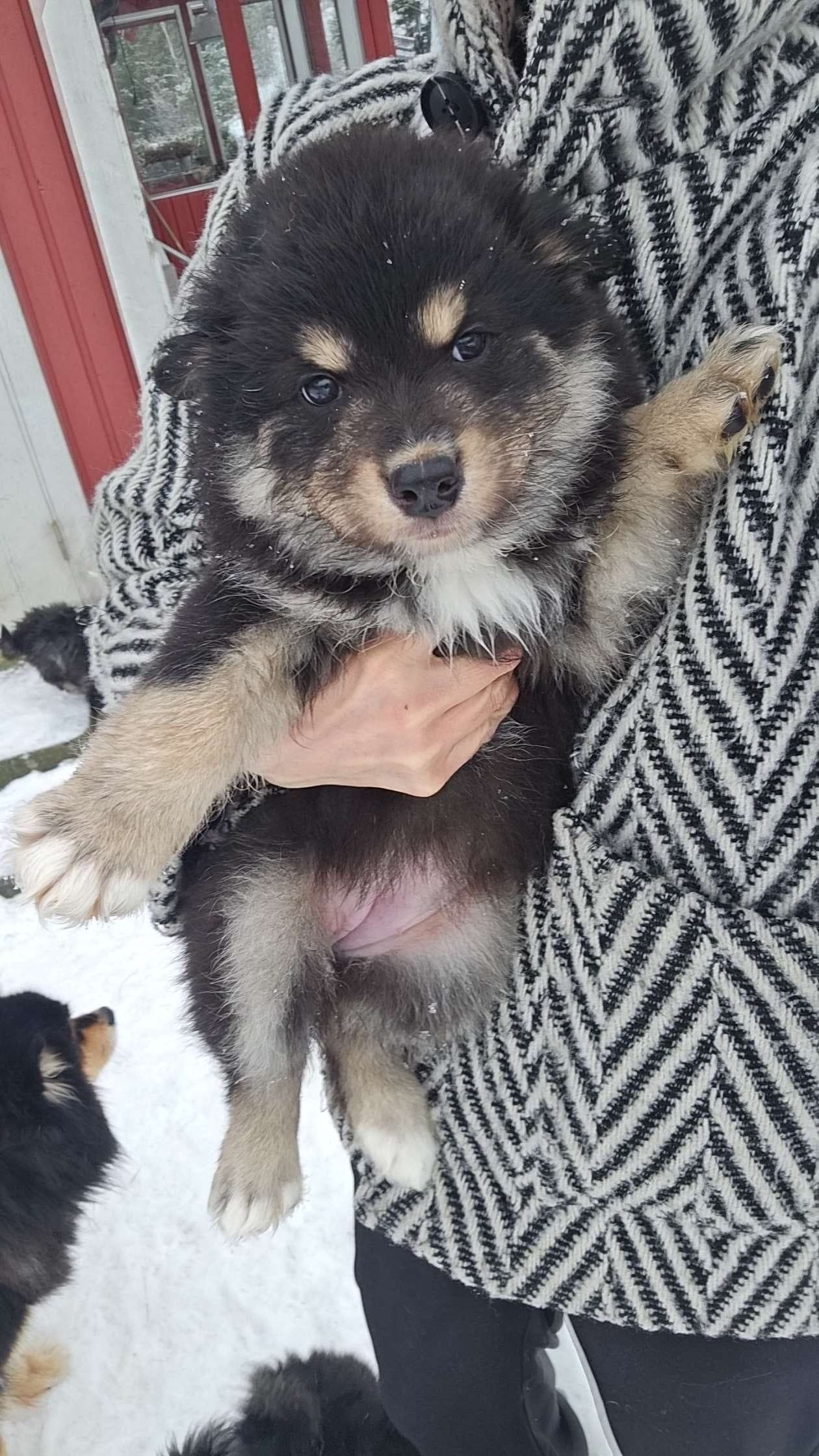 Finsk lapphund tispe valp