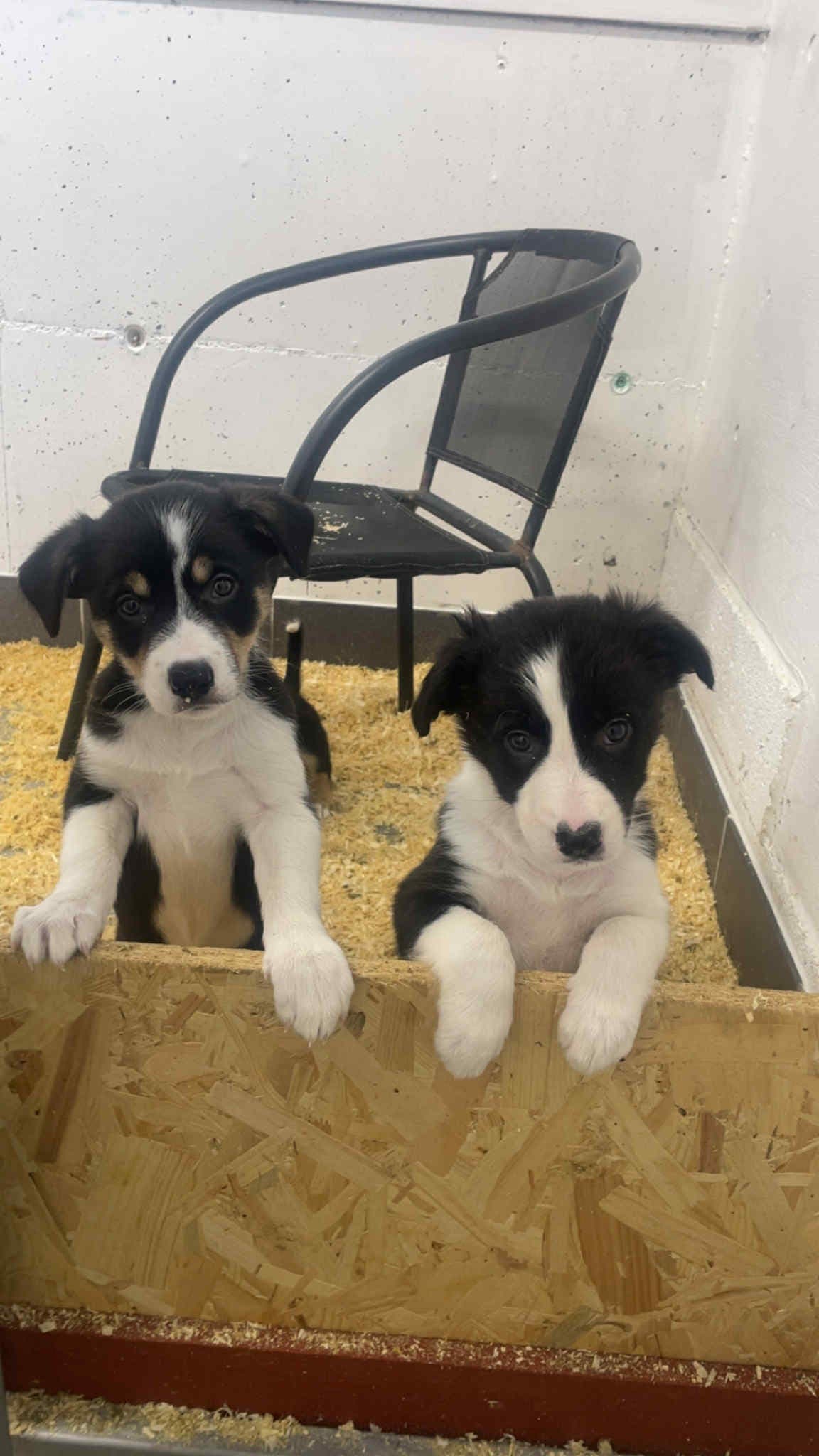 Border Collie kvelpa