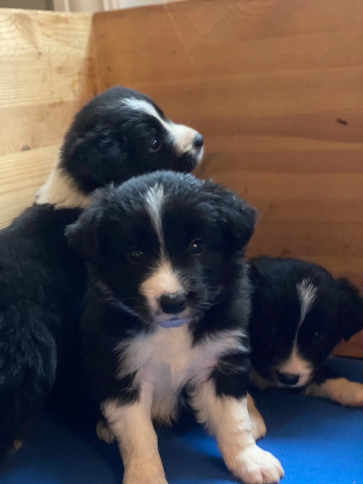 Border Collie Showlinjer med stamtavle