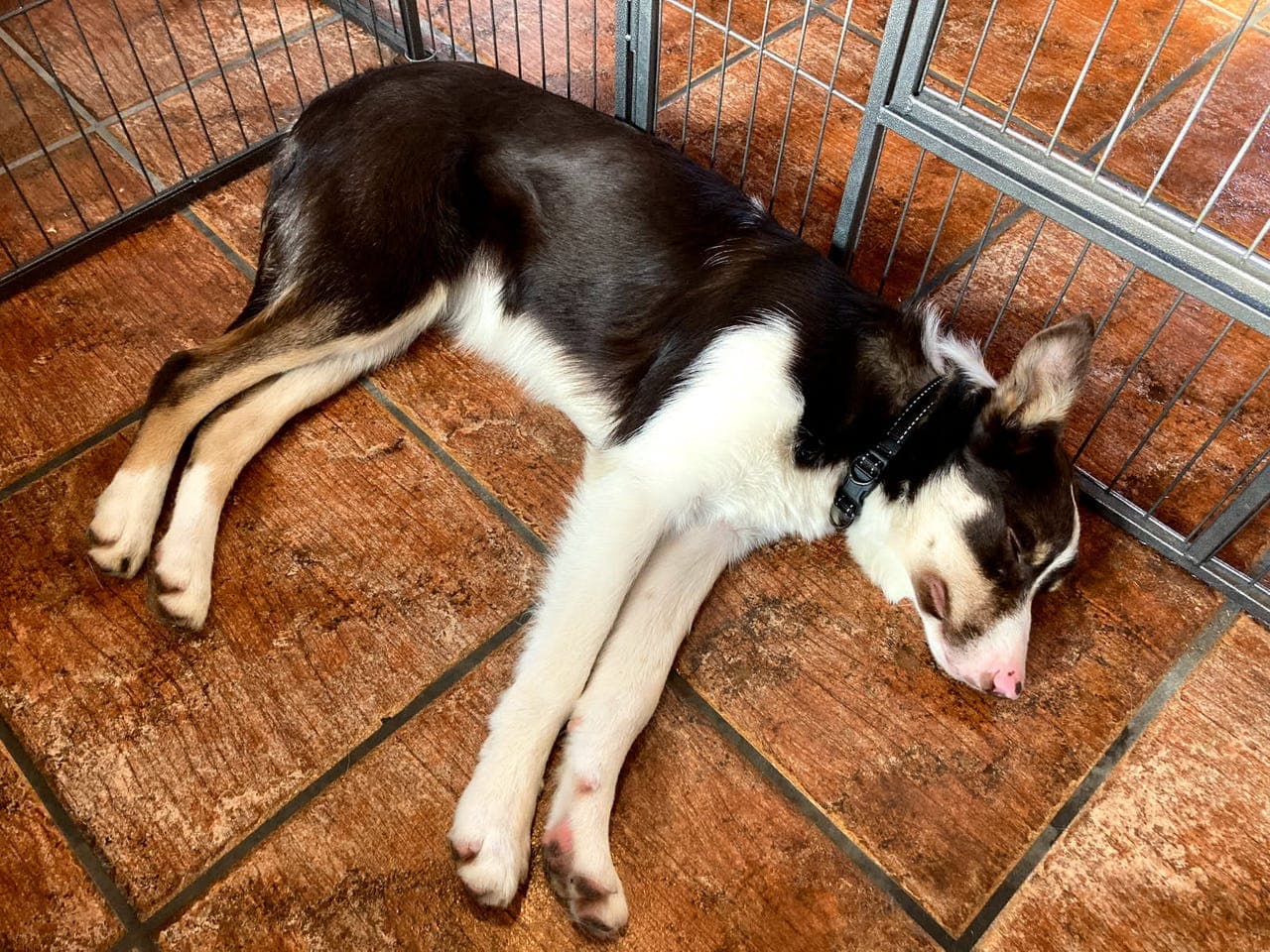 Bc tispe omplasseres