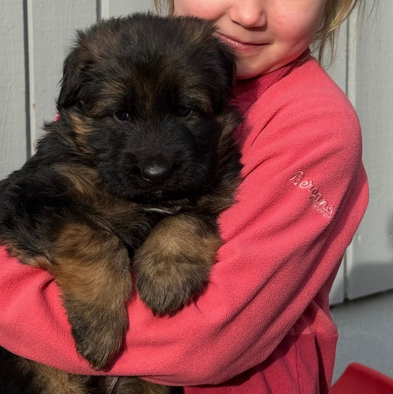 Nydelig langhåret schæfervalp til salgs!