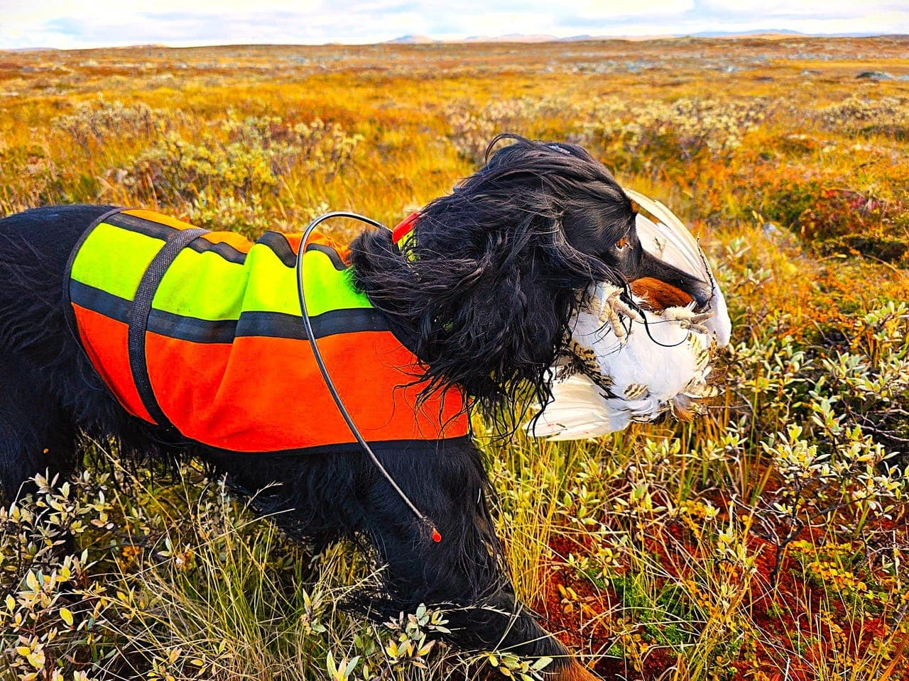 Gordon setter valper - Ventes til påske leveringsklare 1. juni
