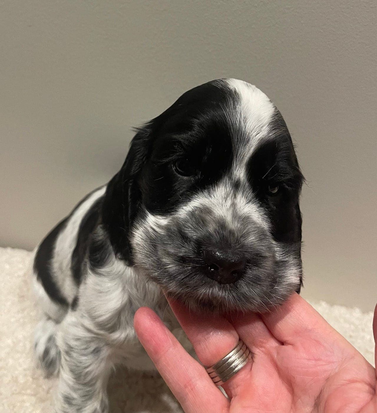 Forvert for Engelsk Cocker spaniel tispe ønskes