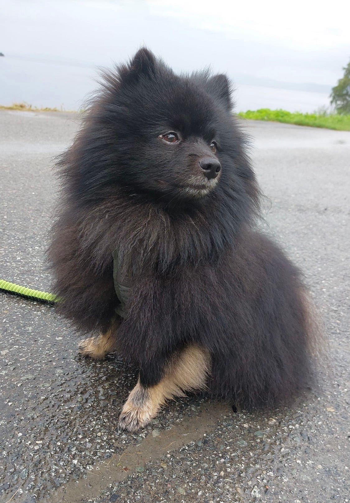 Mittelspitz søker nytt hjem