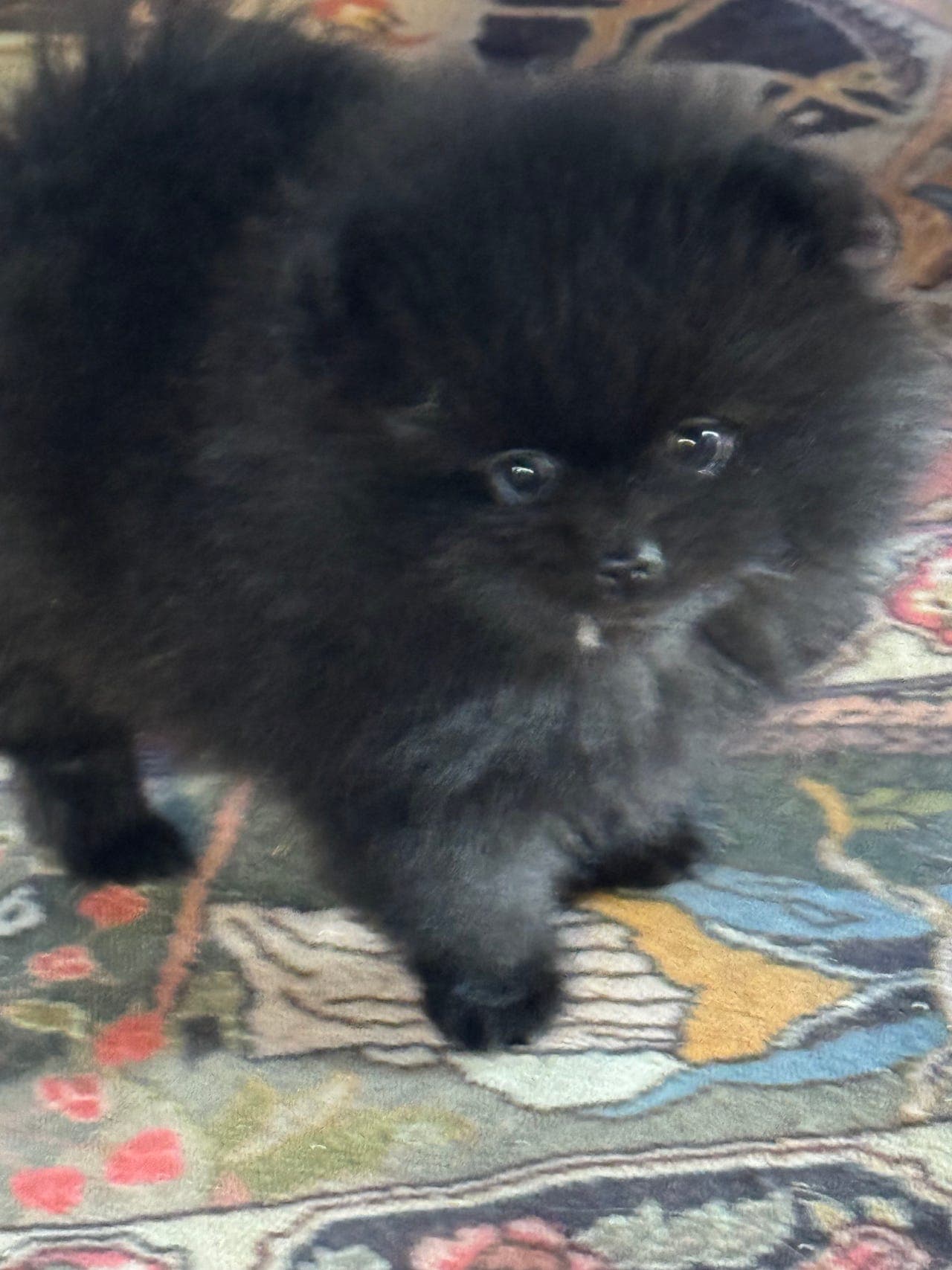 Vakker lita Pomeranian jente