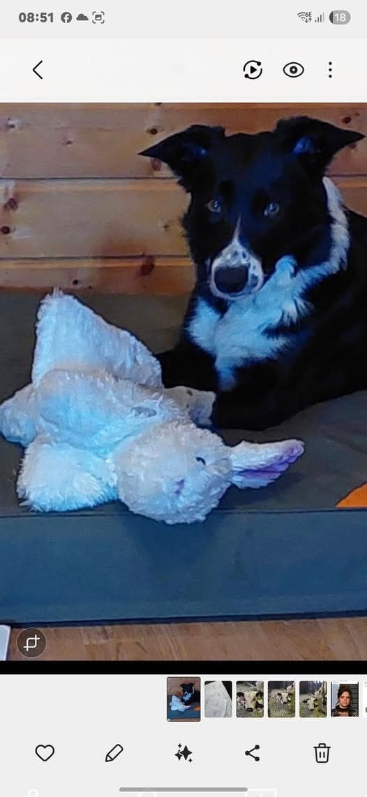 Finna vurderes omplassert/ forvert