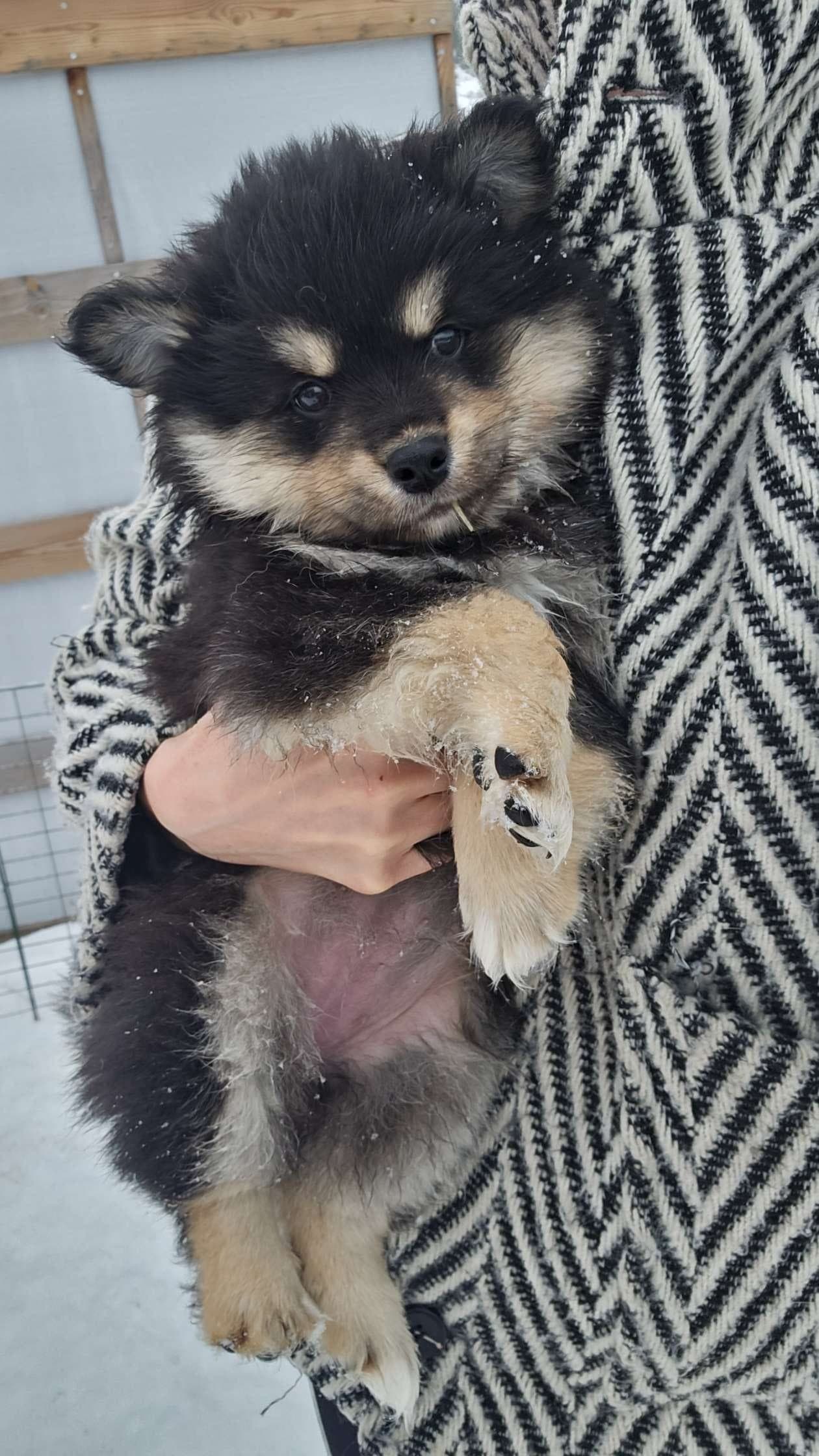 Finsk lapphund tispe