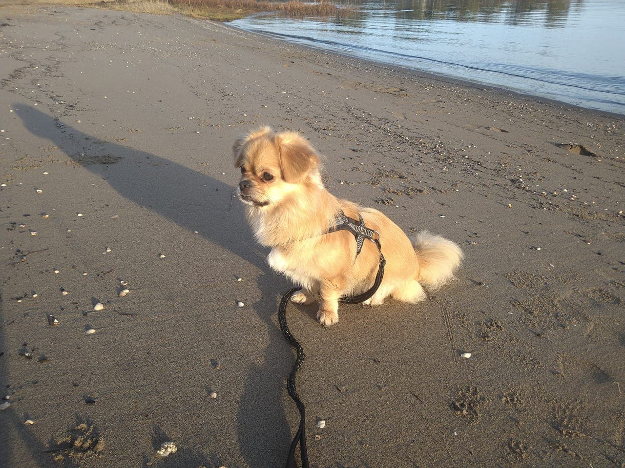 Tibetansk spaniel tispe på 1år og 9 måneder selges