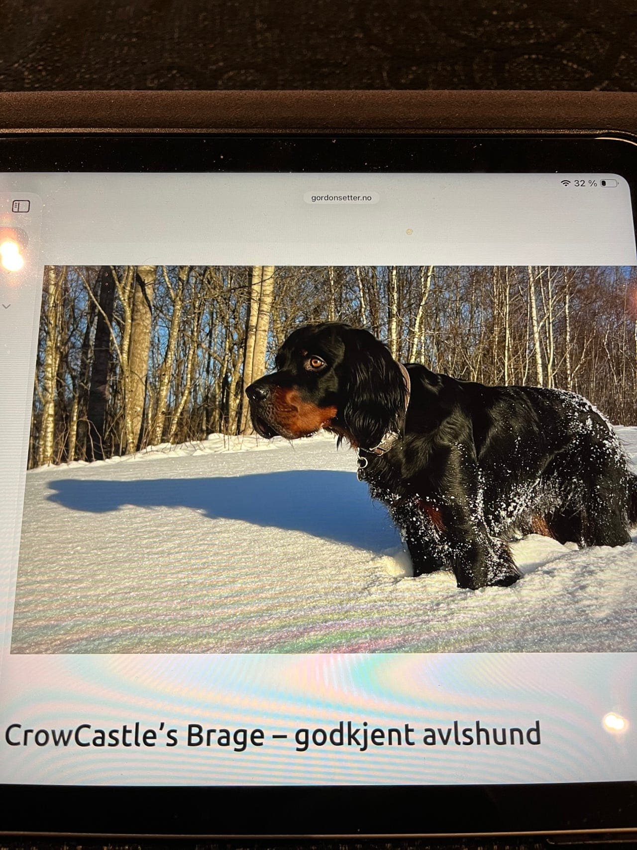 GORDON setter valper . Kennel Løvliskogen