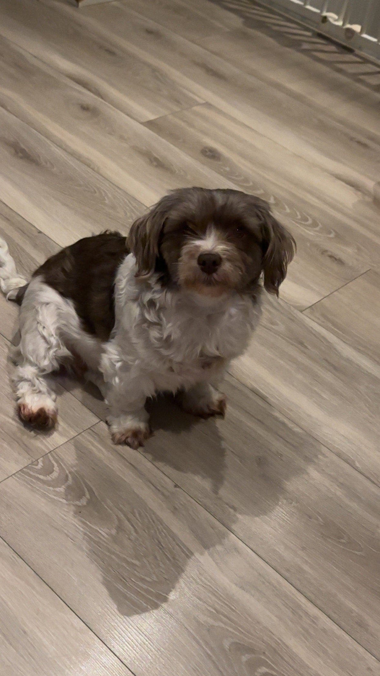 Bichon Havnais, Demi skal pensjoneres.