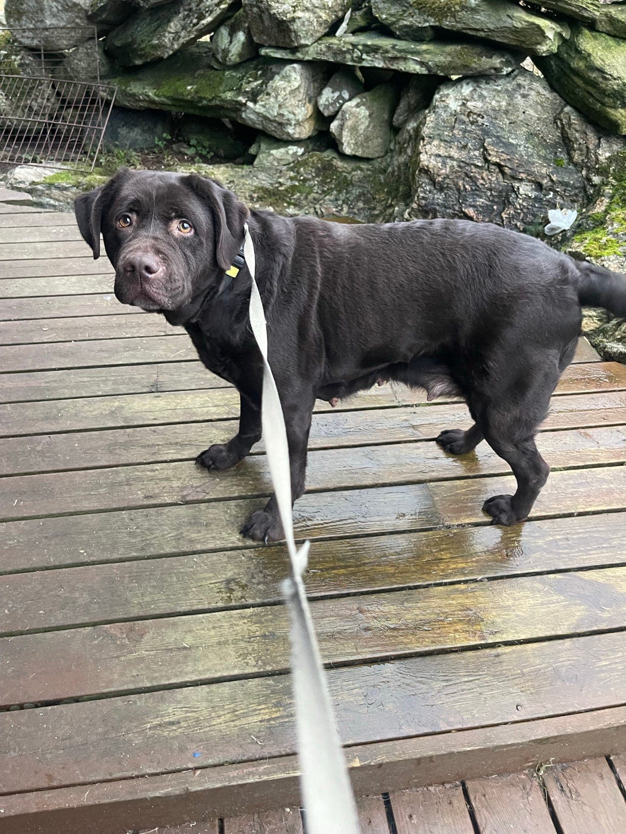 Labrador Retriever tispe