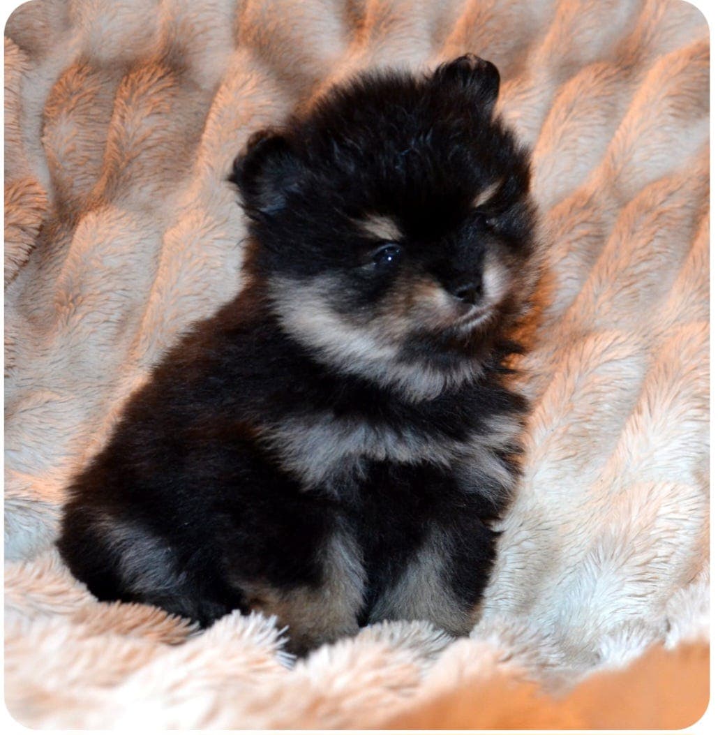 Pomeranian valper registrert i NKK