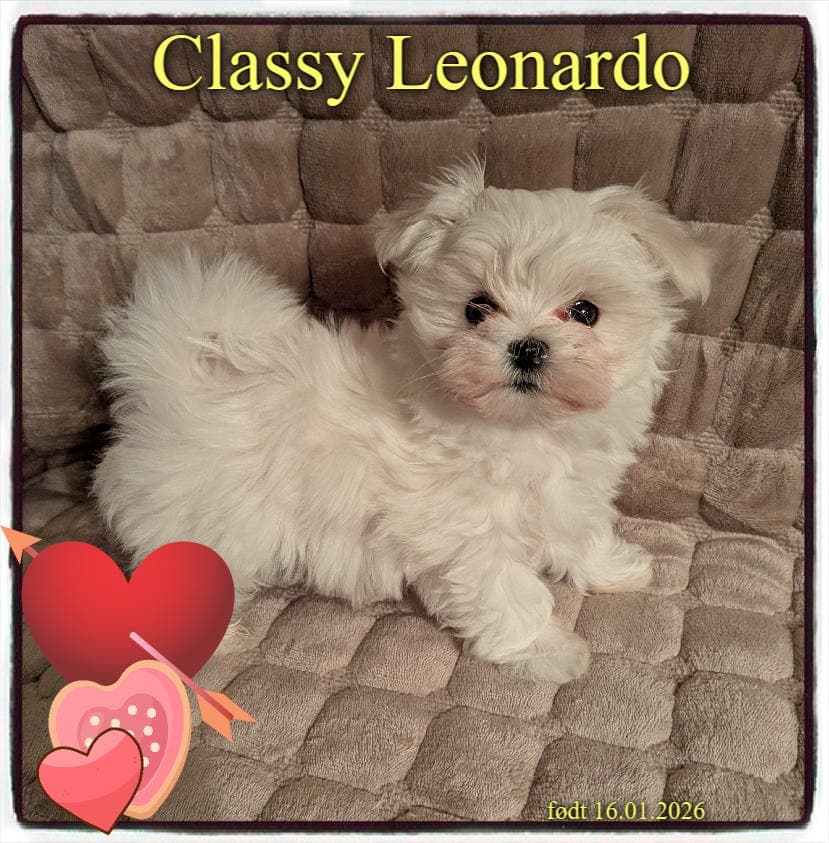 Malteser valp tilsalgs