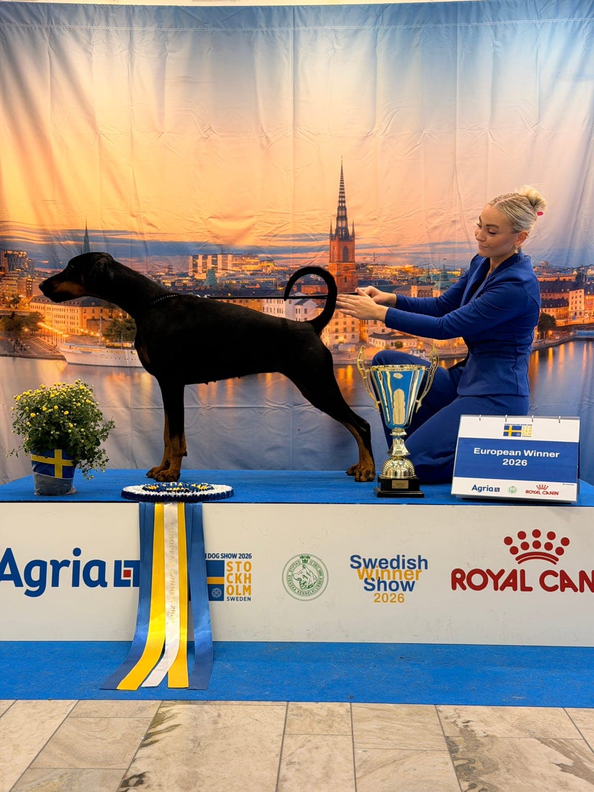 Dobermann valper