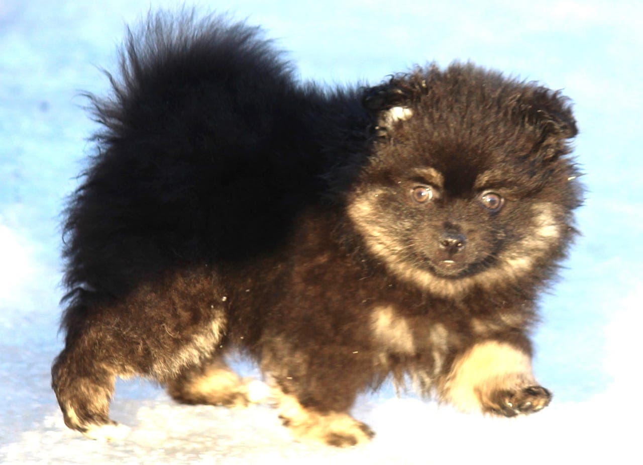 2 Flotte Mittelspitz valper ønsker seg ett godt hjem