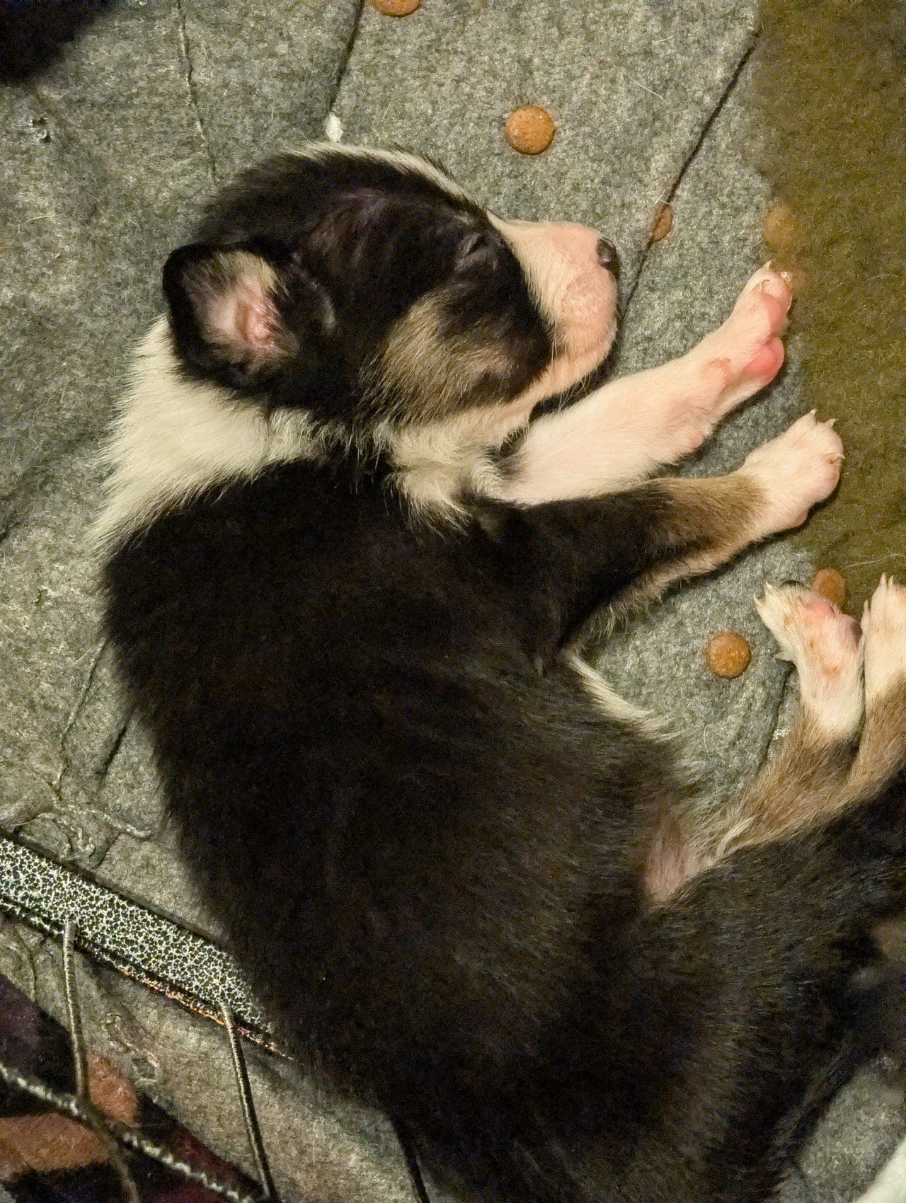 Border Collie valper tilsalgs