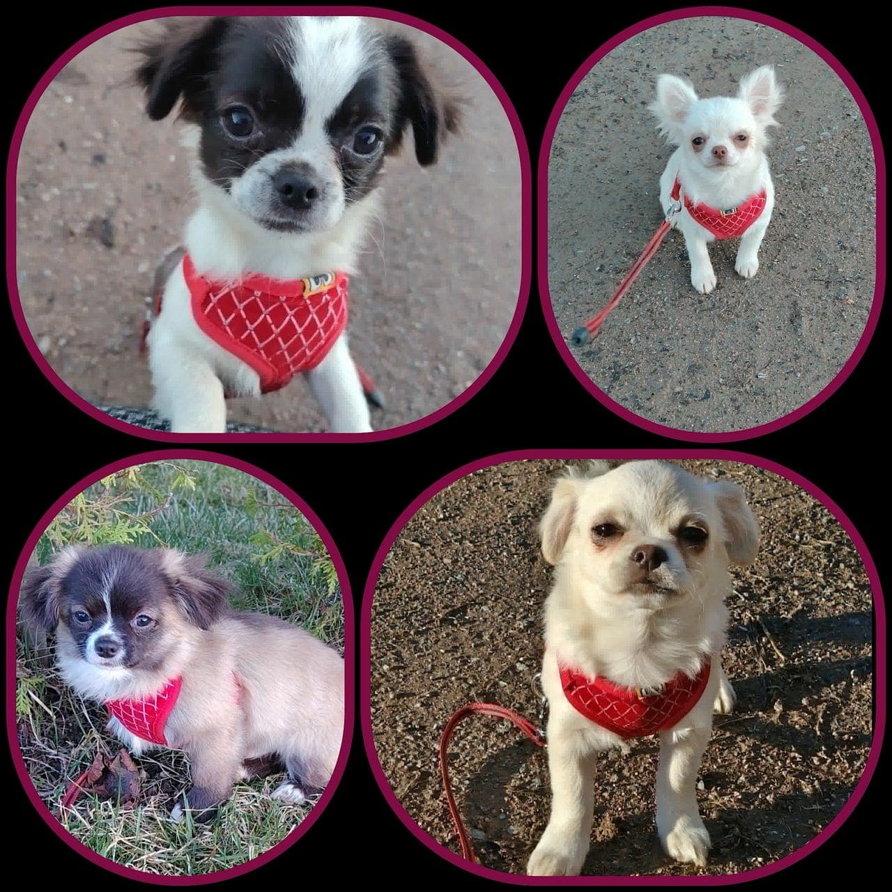 Chihuahua valper 3 gutter og ei jente