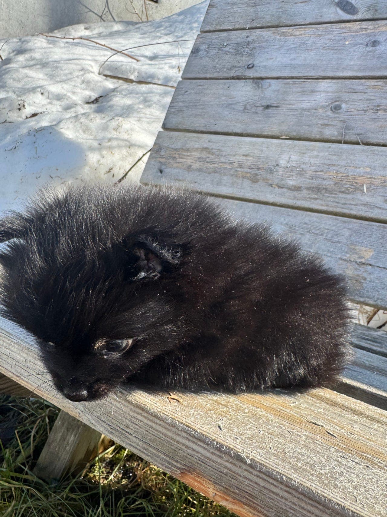Nydelige pomeranian valper, snart klare for sine nye hjem