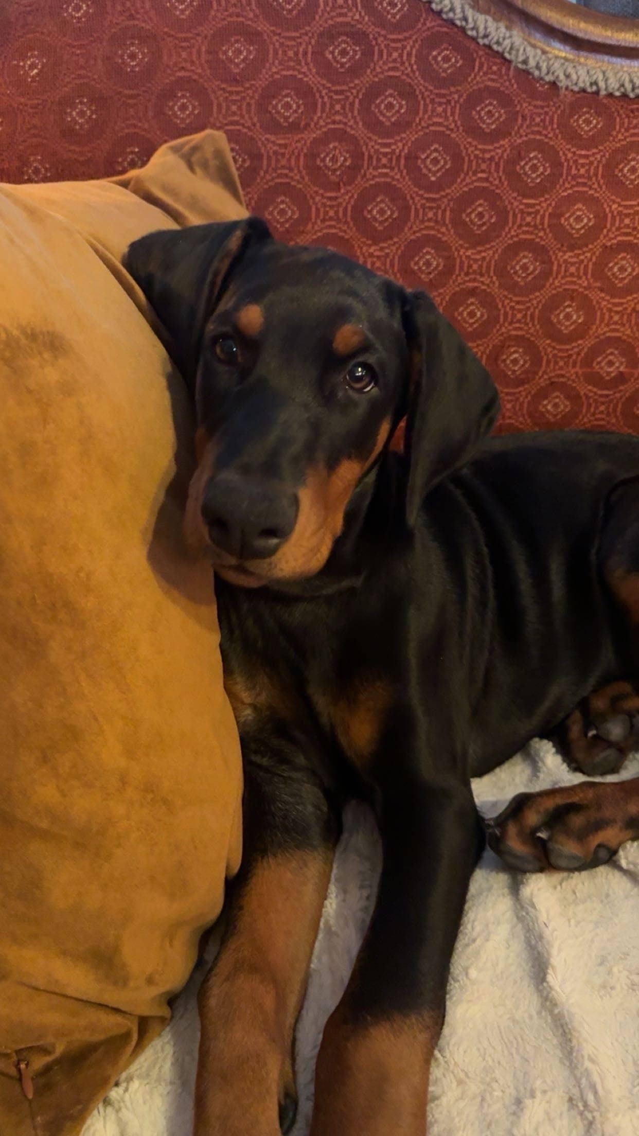 Dobermann