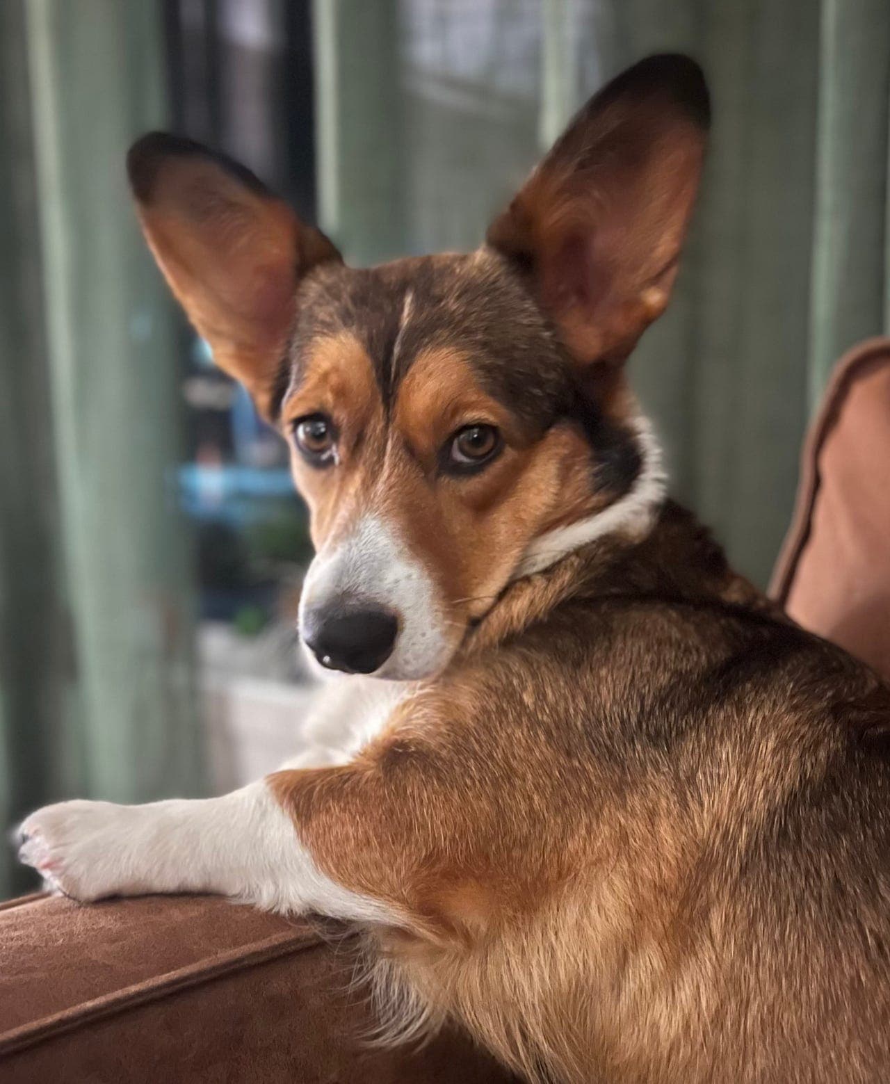 Fòrhjem ønskes til trivelig tispe