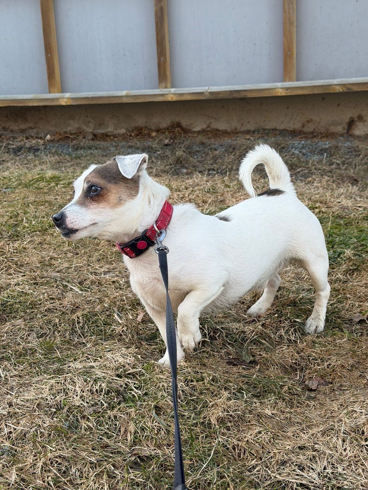 Jack Russell Terrier