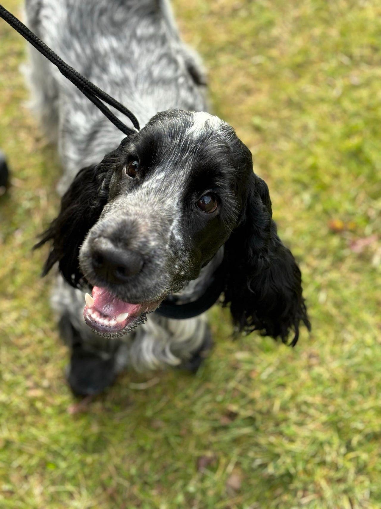 Nydelig cocker hannhund vurderes omplassert