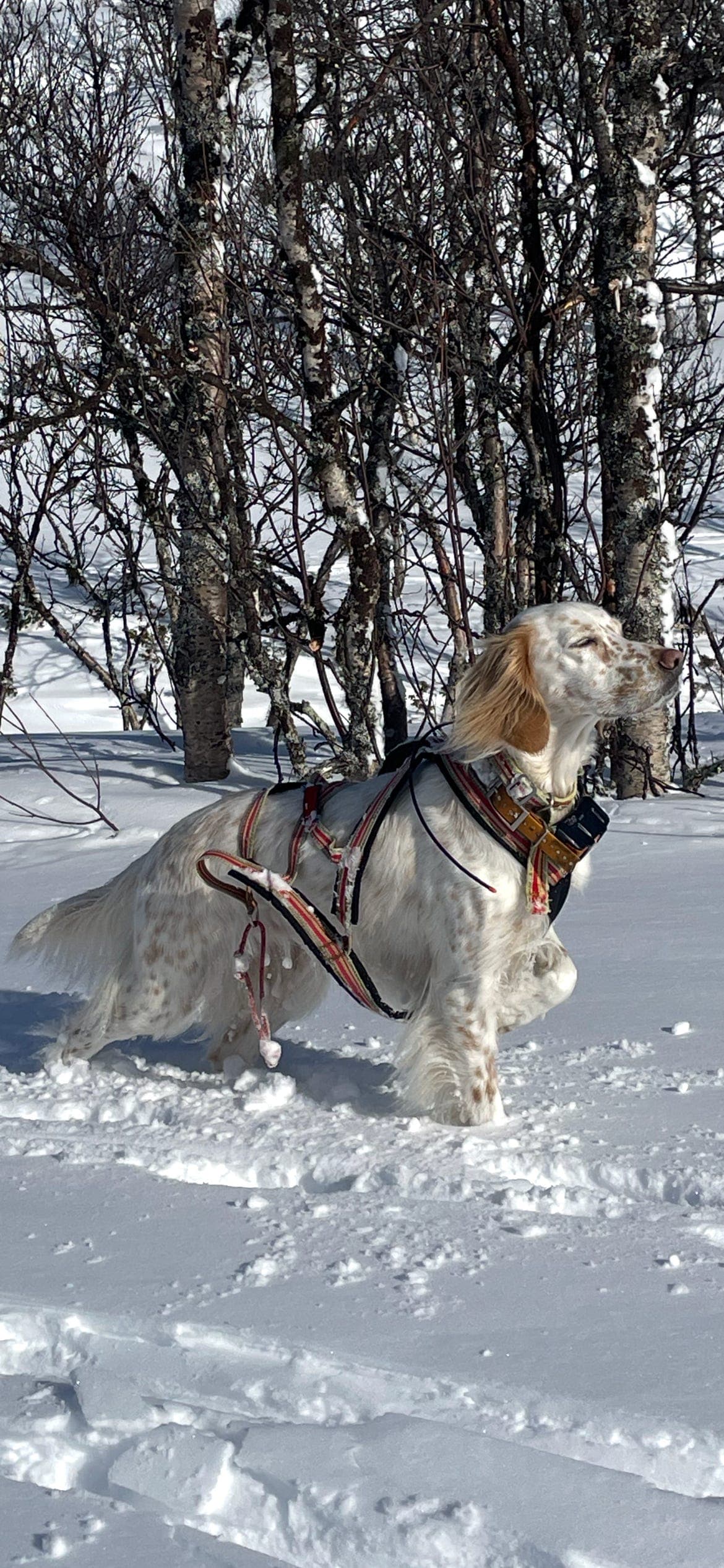 ENGELSK SETTER -VALPER