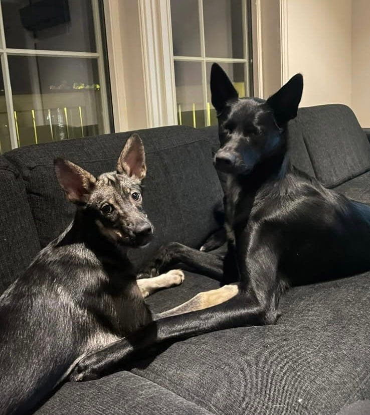 To huskyer søker nytt varig hjem