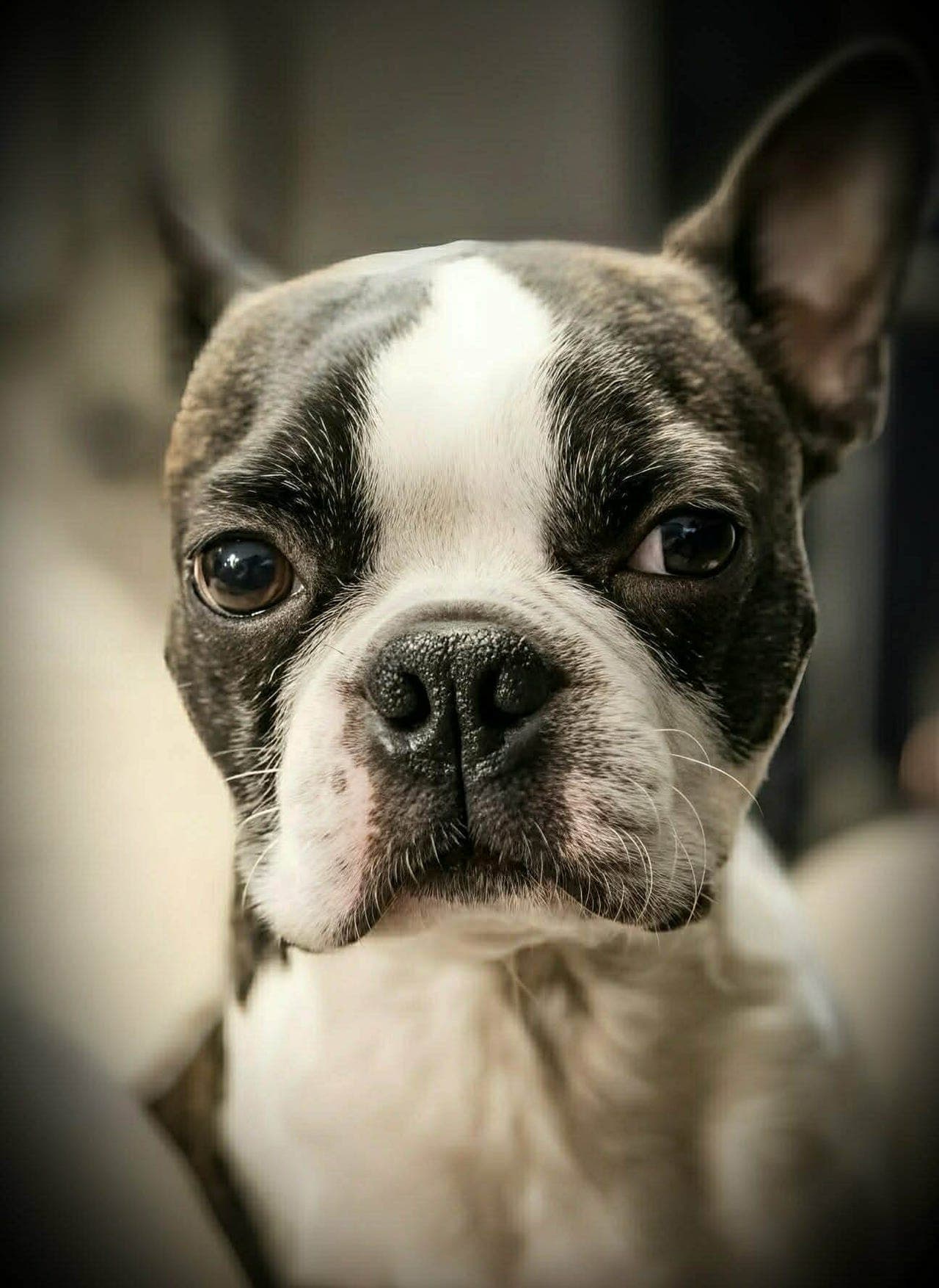 Max - Boston terrier 4 år vurderes solgt