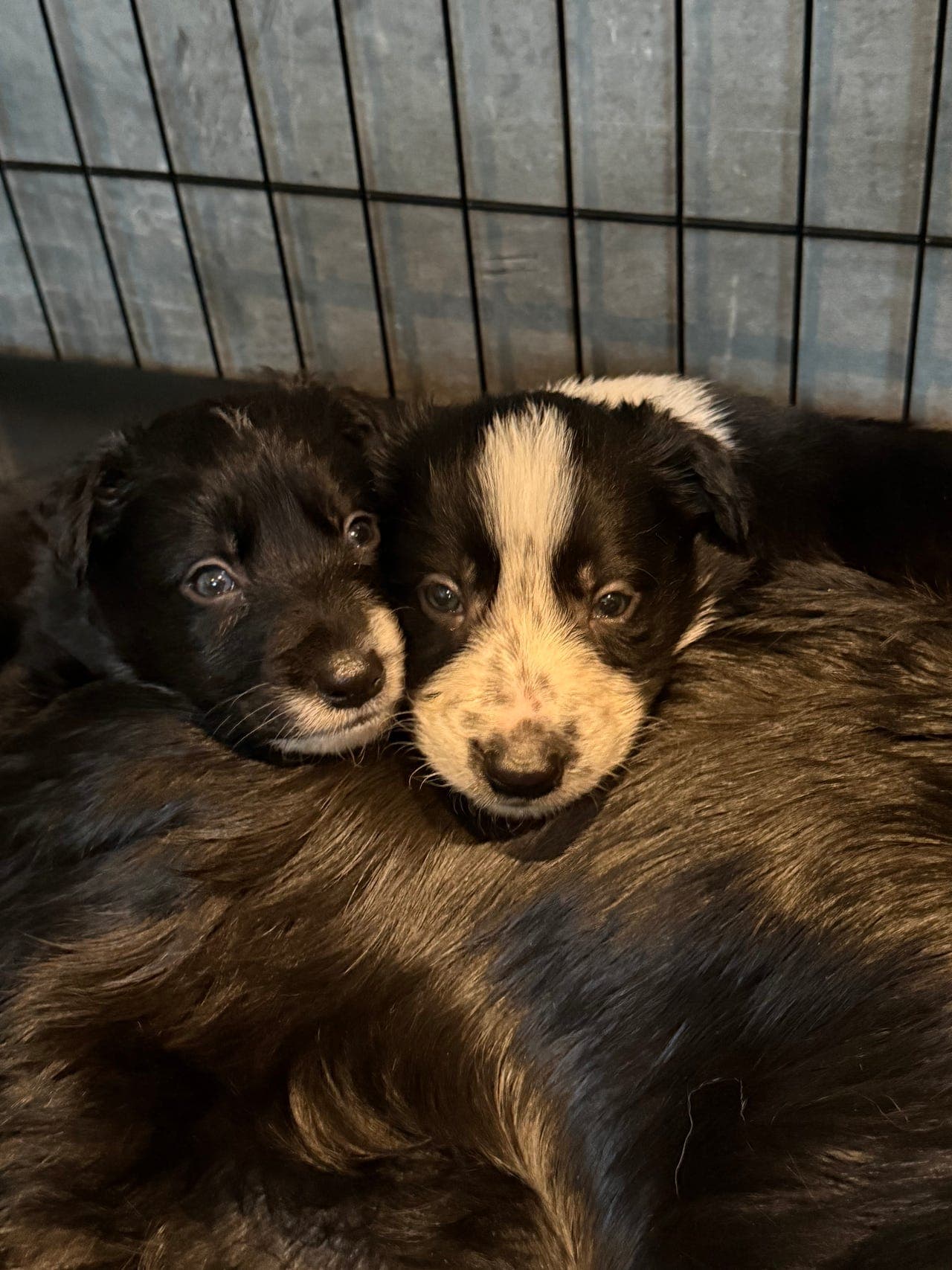 Border Collie valper