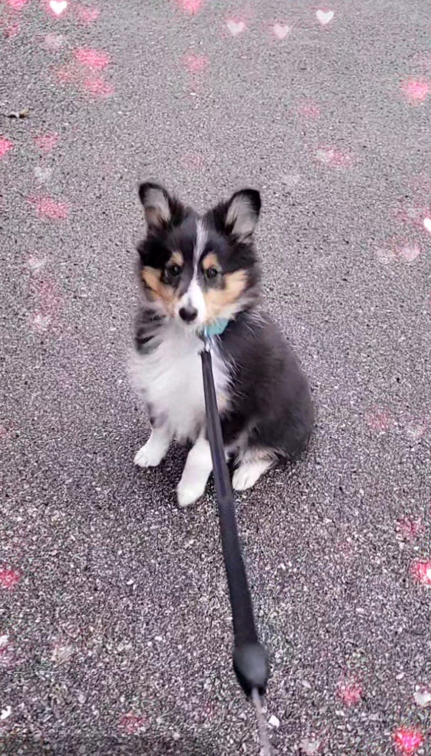 Nydelig Sheltievalp på 11 uker – søker trygt og stabilt hjem