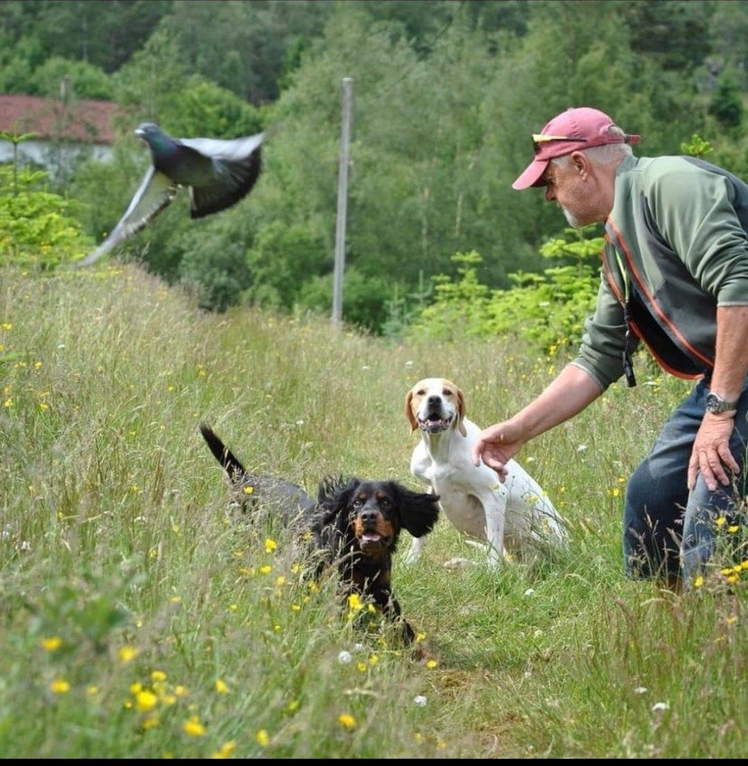 Fuglehundtrening