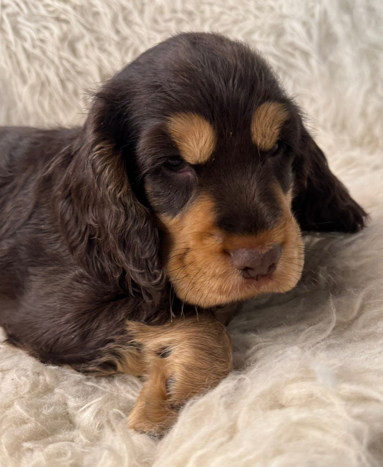 Engelsk Cocker Spaniel