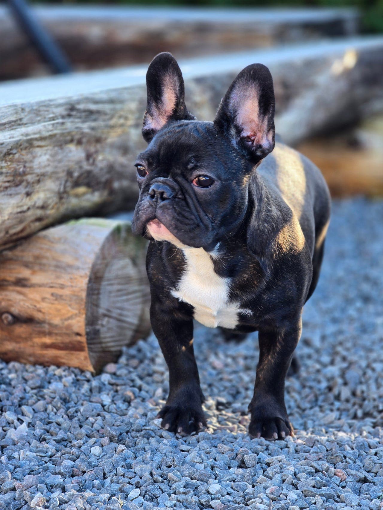 Fransk Bulldog valper.