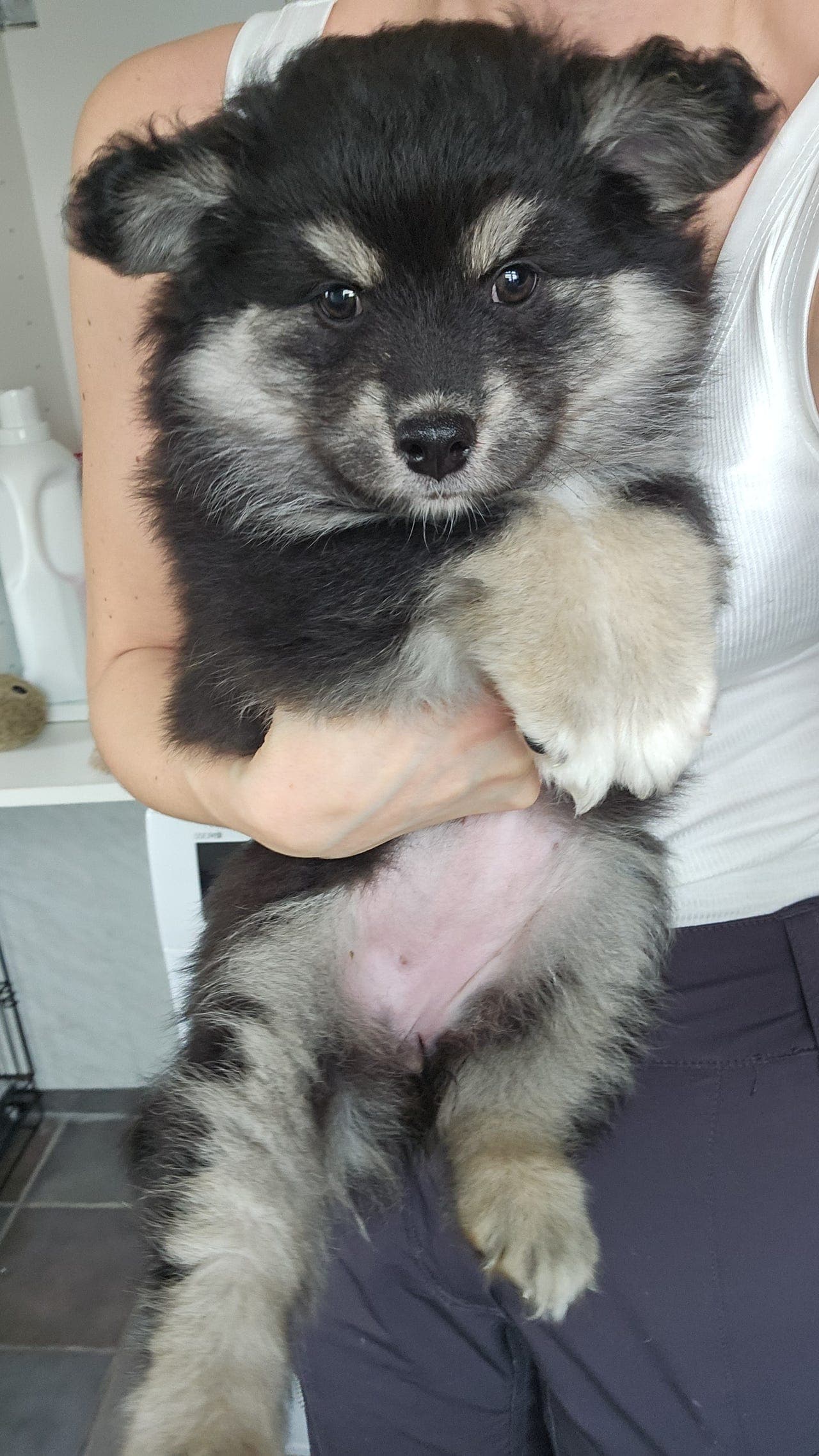 Finsk lapphund tispe valper