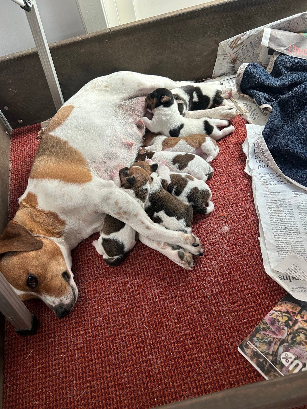 Dansk svensk gårdshund valper