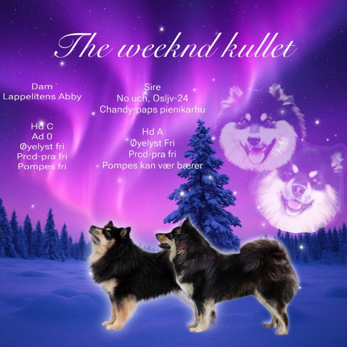 Finsk lapphund valper ventes i slutten av April