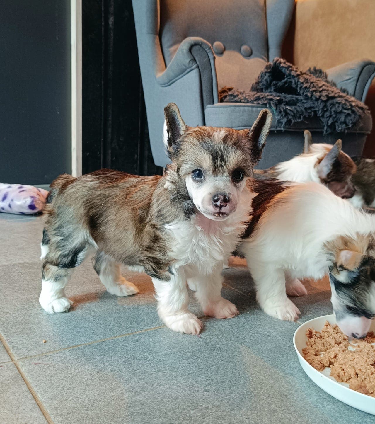 🩷 Vakre allergivennlige jentevalper 🩷