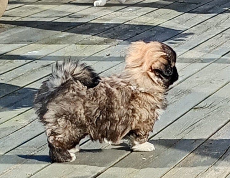 Tibetansk Spaniel valper .